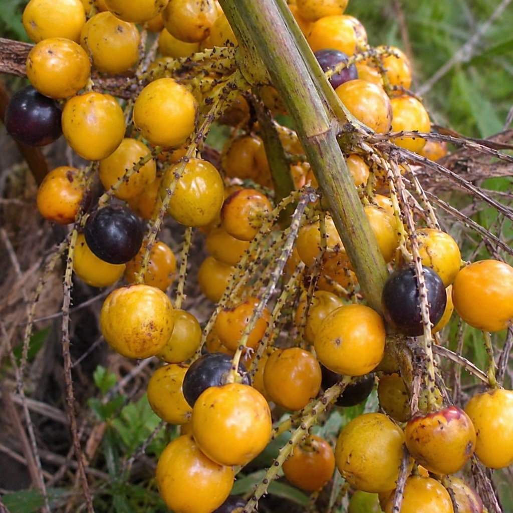 Buah botani pria - Ekstrak herbal murni